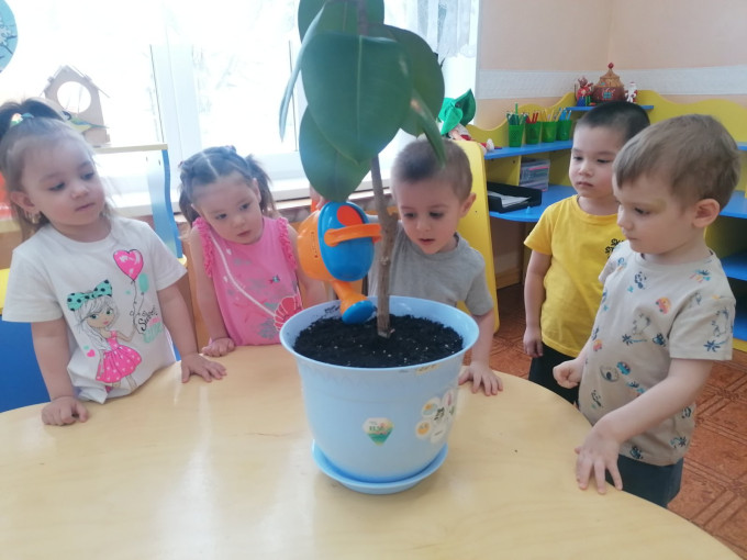 Знакомство с фикусом Знакомство с фикусом.